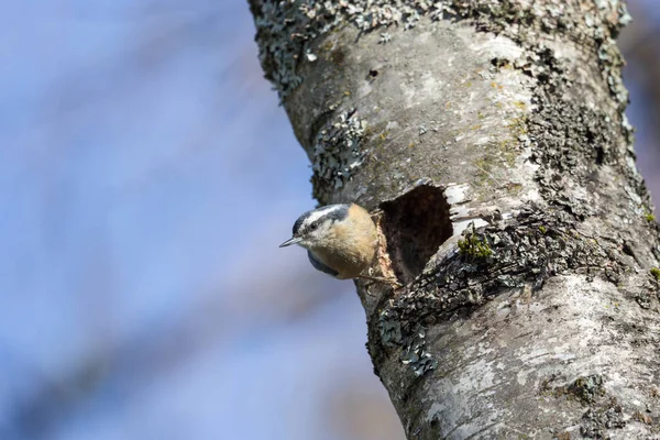 Vermelho Peito Nuthatch Ninho Buraco Canadá — Fotografia de Stock