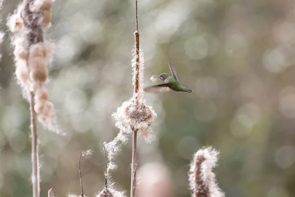 Annas sinek kuşu yuva malzeme toplama — Stok fotoğraf