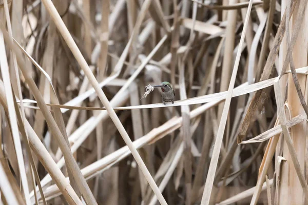Kolibřík Shromažďovat Materiál Hnízdo Kanada — Stock fotografie