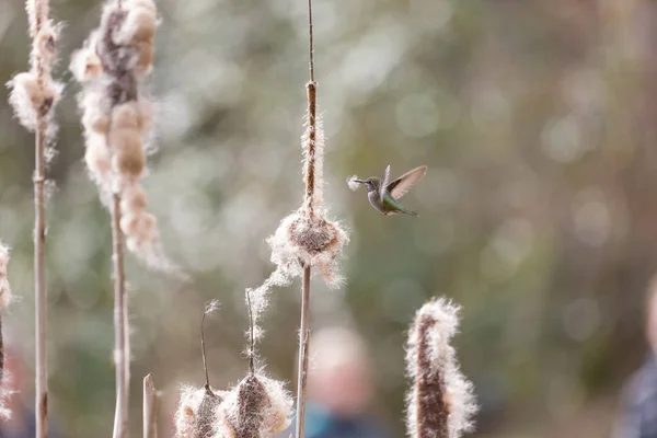 anna\'s hummingbird gathering nest material at BC Canada