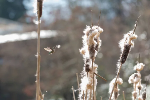 anna\'s hummingbird gathering nest material at BC Canada