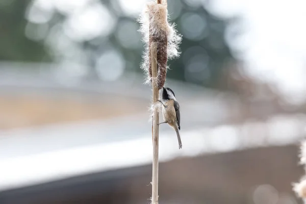 Preto Tampado Chickadee Coleta Material Ninho Canadá — Fotografia de Stock