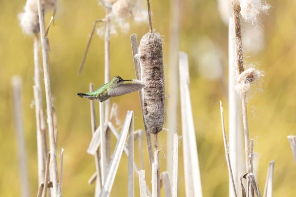 安娜的蜂鸟在加拿大不列颠哥伦比亚省收集巢材料 — 图库照片