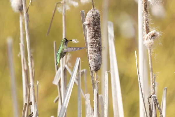 安娜的蜂鸟在加拿大不列颠哥伦比亚省收集巢材料 — 图库照片