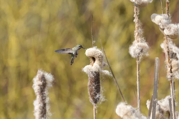 Anna Hummingbird Gathering Nest Material Canada — Stock Photo, Image