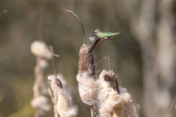 Annas hummingbird coleta material do ninho — Fotografia de Stock