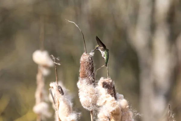 Annas Hummingbird Samlar Bomaterial Kanada — Stockfoto