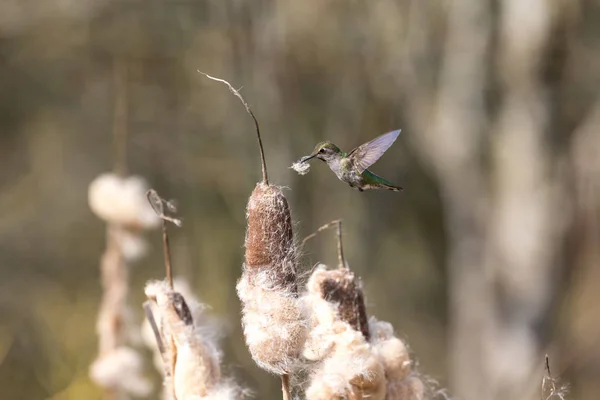 カナダの巣材を集めてアンナハチドリ — ストック写真