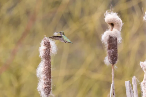 Colibrí de Annas recolectando material del nido — Foto de Stock