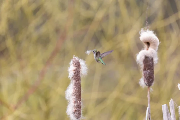 Annas kolibri fészek anyaggyűjtés — Stock Fotó