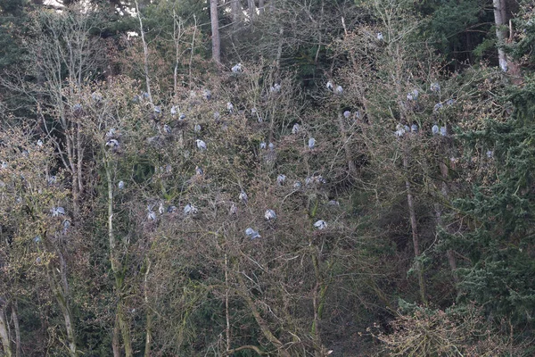 Großes Blaureihernest — Stockfoto