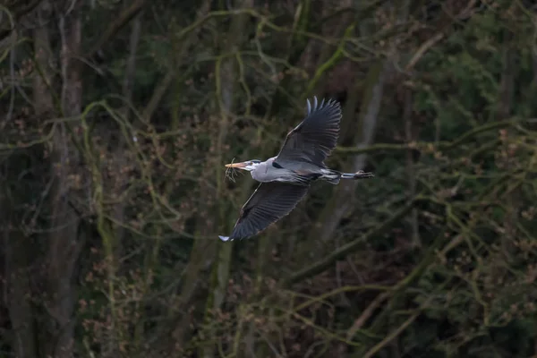 Grote blauwe reiger — Stockfoto