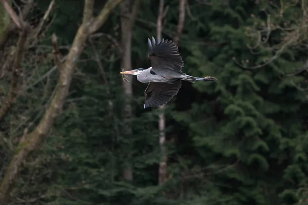 Grote blauwe reiger — Stockfoto