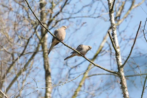 Mourning dove bird — Stock Photo, Image