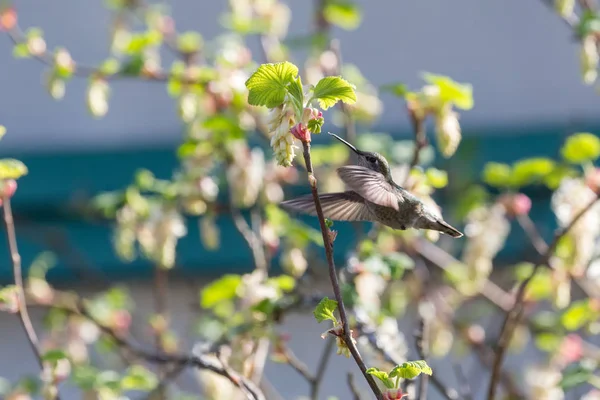 Annasz koliber w locie — Zdjęcie stockowe