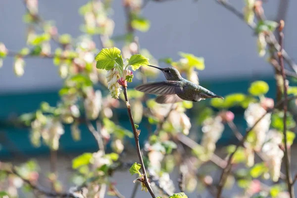 Annas Colibri en vol — Photo