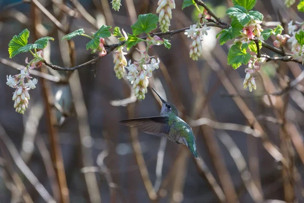 Annáš kolibřík v letu — Stock fotografie