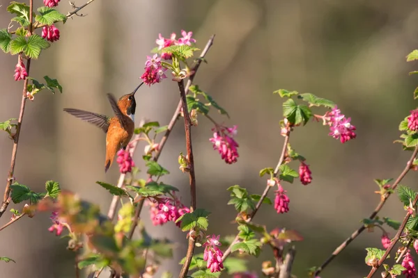 Beija-flor rufia em voo — Fotografia de Stock
