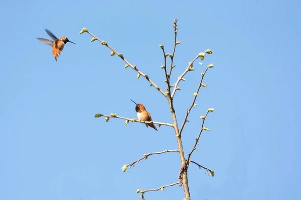 Vörhenyes kolibri repülés — Stock Fotó