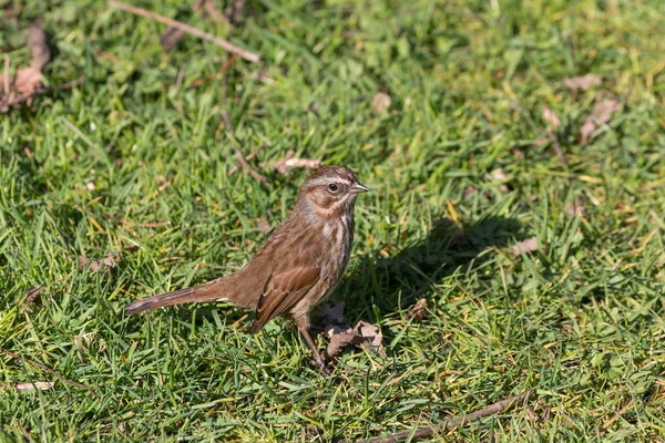Τραγούδι σπουργιτιού πουλί — Φωτογραφία Αρχείου