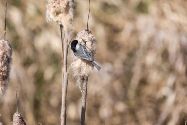 Black capped Chickadee zebranie materiału nest — Zdjęcie stockowe