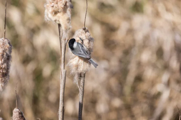 Black-capped cinege fészek anyaggyűjtés — Stock Fotó