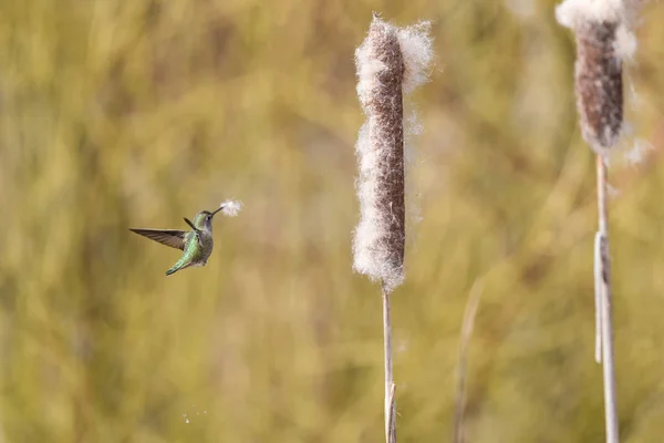 Annas colibri cueillette de matériel de nid Image En Vente