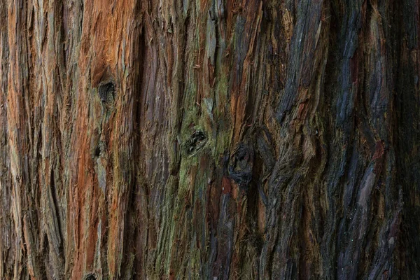 Redwood Costa Ocidental Casca Das Árvores Close — Fotografia de Stock