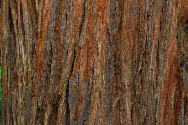 West coast redwood — Stok fotoğraf