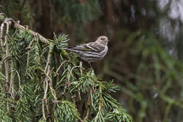 Kiefer-Zeisig-Vogel — Stockfoto