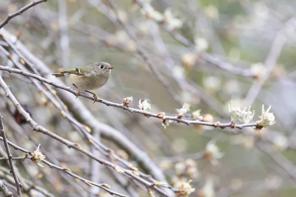 Ruby koronowany Kinglet — Zdjęcie stockowe