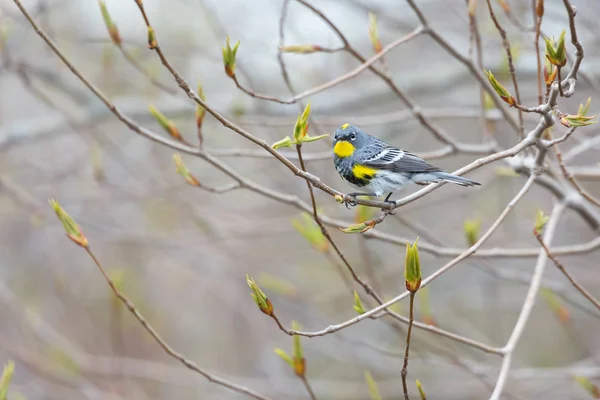 เหลือง Rumped Warbler — ภาพถ่ายสต็อก