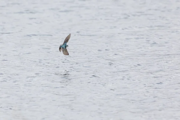 Boom swallow vogel — Stockfoto