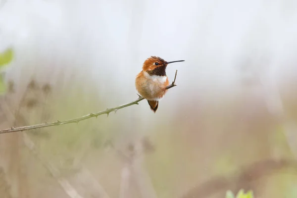 Hummingbird Rufous Masculino — Fotografia de Stock