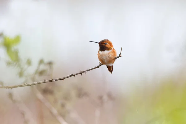 Mužský pěvec kolibřík — Stock fotografie