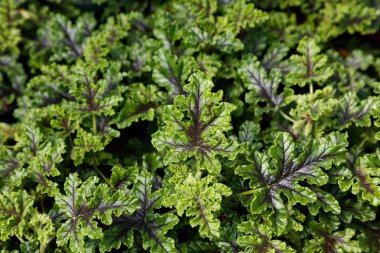 Yeşil sivrisinek bitki