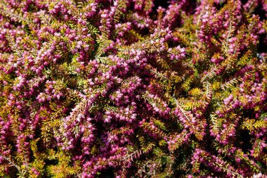 Heather otlar bitkiler, doğa arka plan Üstten Görünüm.
