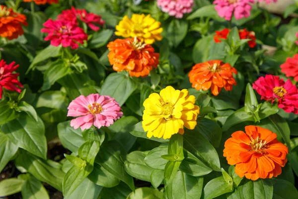 Farbenfrohe Zinnia-Blumen — Stockfoto