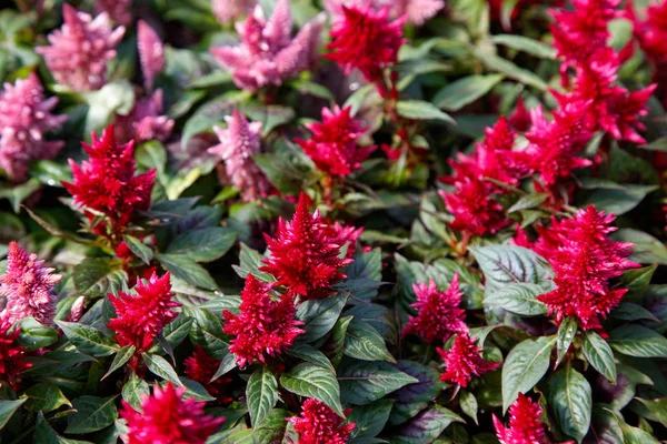 Rote Celosia-Blüten — Stockfoto