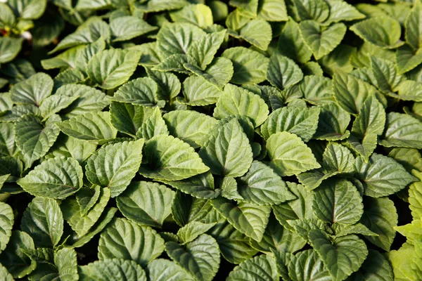 Green Bedding Plants Nature Background Top View — Stock Photo, Image