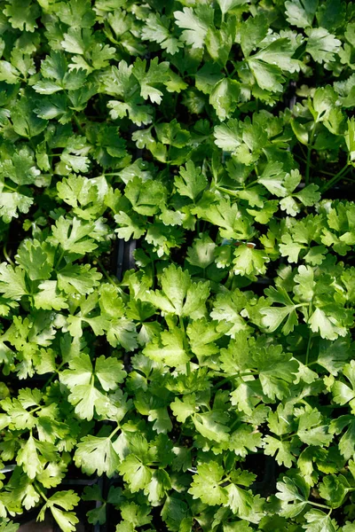 Groene selder sprout — Stockfoto