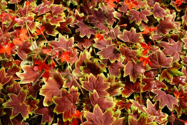 Geranium vancouver hundertjährige Blumen — Stockfoto