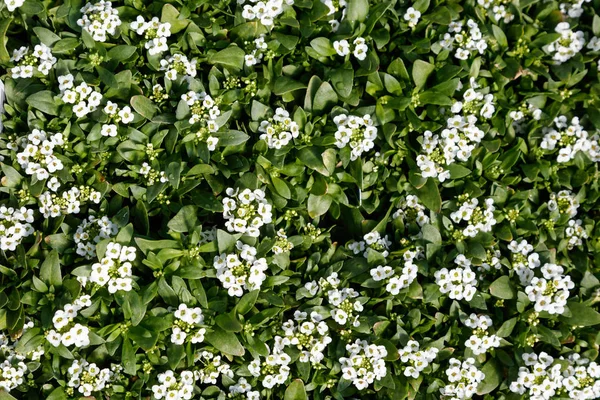 复活节帽子白色 Alyssum — 图库照片