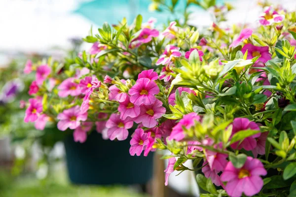 ペチュニアの花のバスケットをぶら下げ 自然の背景をクローズ アップ — ストック写真