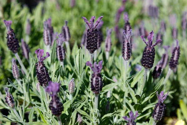 Lavanda Roxa Plantas Flores Luxo Fundo Natureza — Fotografia de Stock