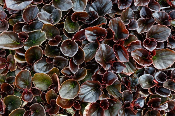 ベゴニア繊維植物 自然背景トップ ビュー — ストック写真