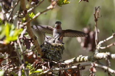 Annas sinek kuşu civciv beslemek