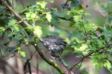 Annas sinek kuşu civciv