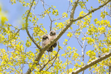 Büyük Boynuzlu Baykuş piliç