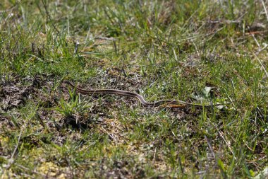 Kırmızı jartiyer yılan